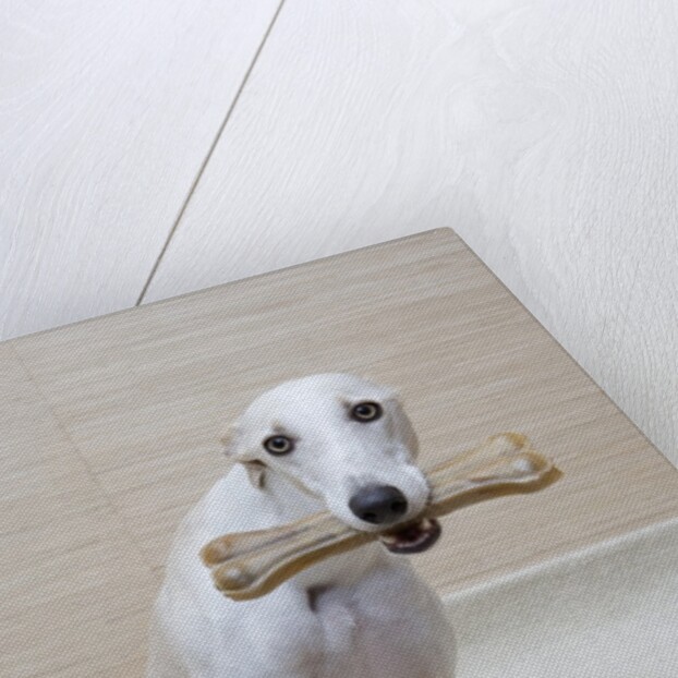 Greyhound with a Bone by Anonymous