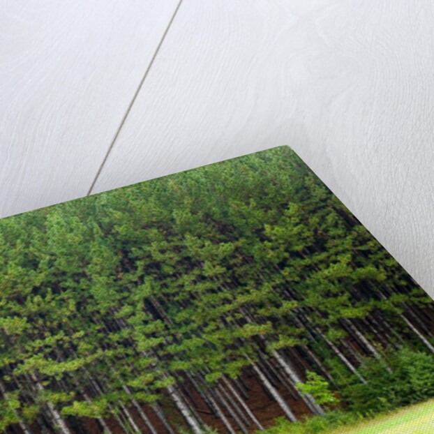 Forest Edge by Anonymous