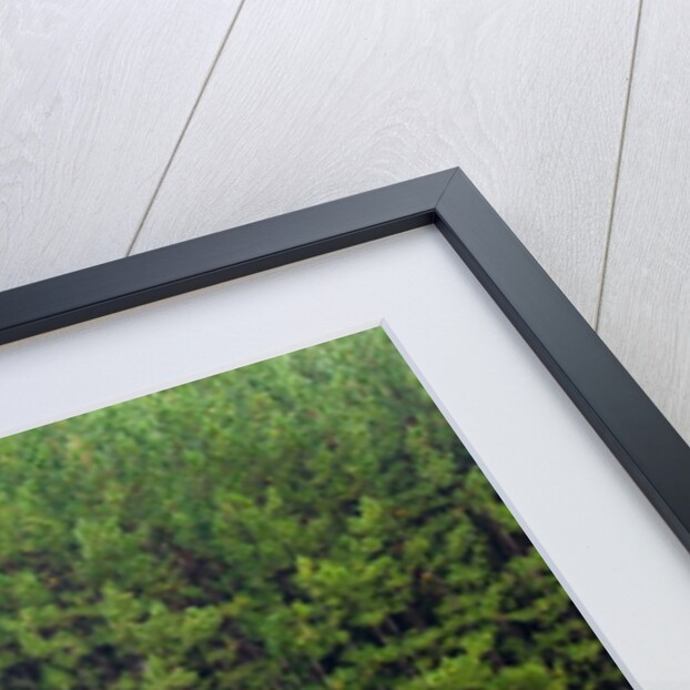 Forest Edge by Anonymous