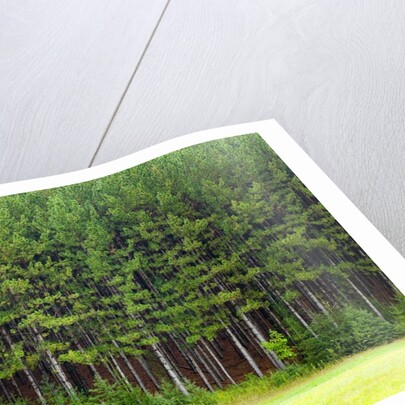 Forest Edge by Anonymous