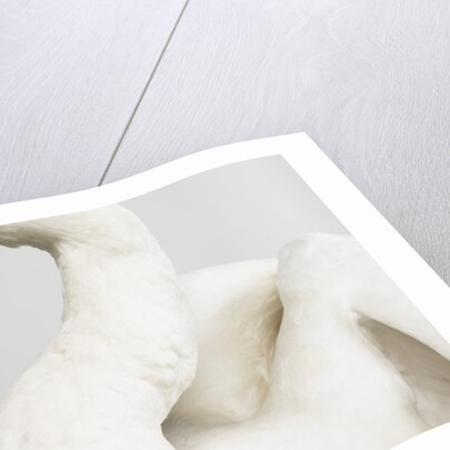 Mounted Swan by Anonymous