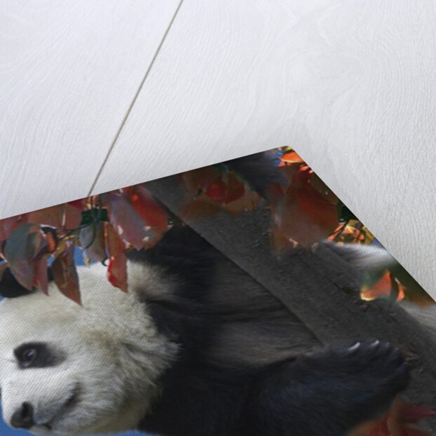 Giant Panda Climbing Tree by Anonymous
