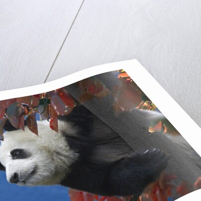 Giant Panda Climbing Tree by Anonymous