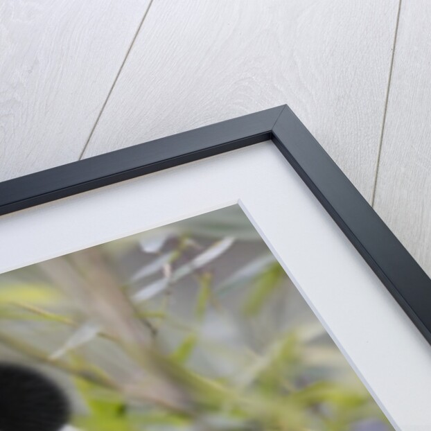 Giant Panda by Anonymous