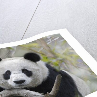 Giant Panda by Anonymous