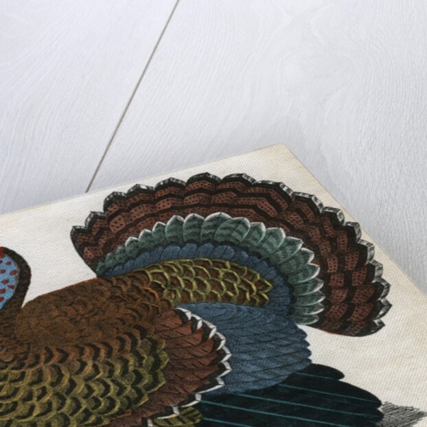 The Turkey Illustration by Anonymous