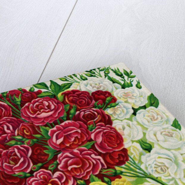 Illustration of Red, White and Yellow Rambling Roses by Anonymous