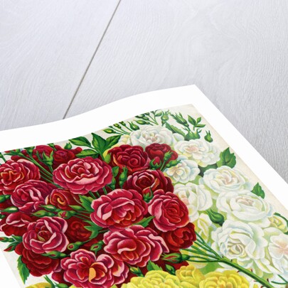 Illustration of Red, White and Yellow Rambling Roses by Anonymous