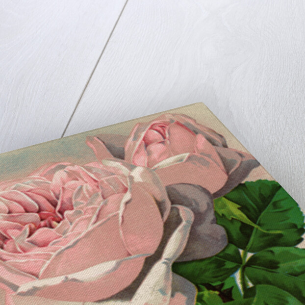 Illustration of Pink Roses by Anonymous