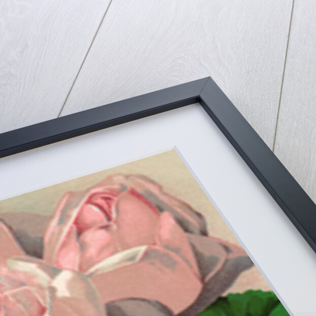 Illustration of Pink Roses by Anonymous