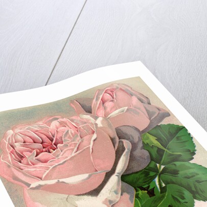 Illustration of Pink Roses by Anonymous