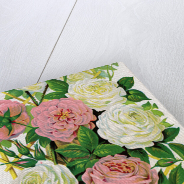 Illustration of Pink and White Climbing Roses by Anonymous