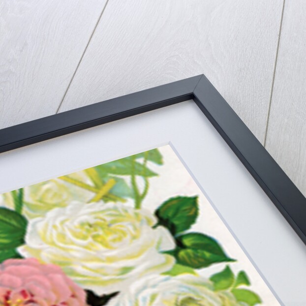 Illustration of Pink and White Climbing Roses by Anonymous