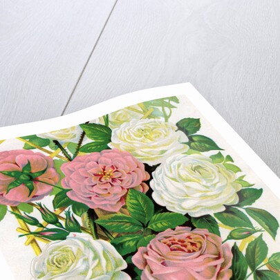 Illustration of Pink and White Climbing Roses by Anonymous