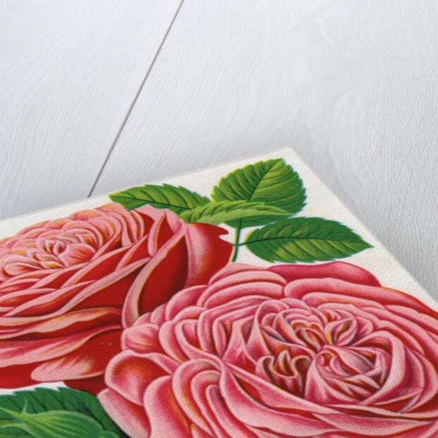 Illustration of Pink and Purple Roses by Anonymous