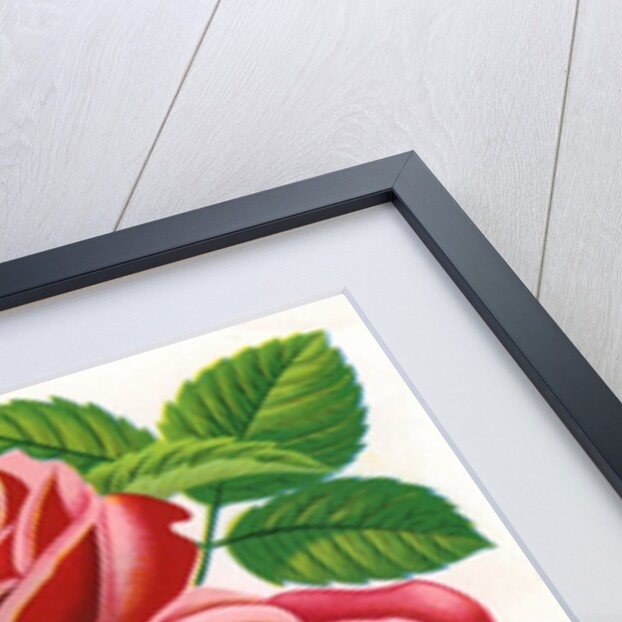 Illustration of Pink and Purple Roses by Anonymous