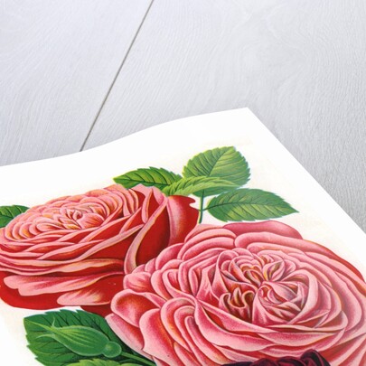 Illustration of Pink and Purple Roses by Anonymous