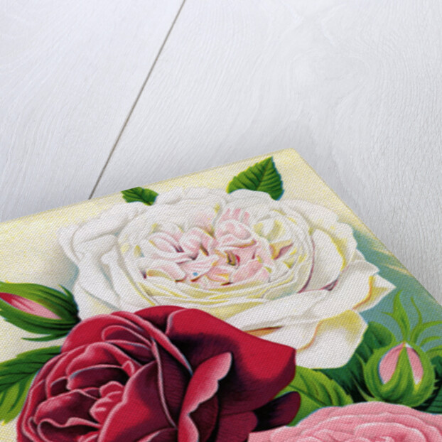 Illustration of Pink, Red and White Roses by Anonymous