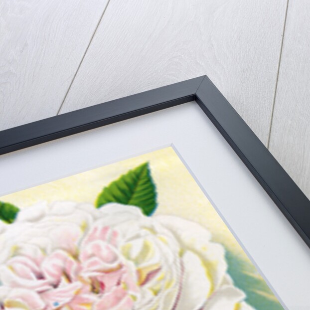 Illustration of Pink, Red and White Roses by Anonymous