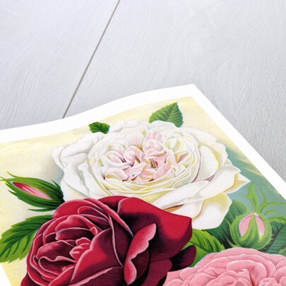 Illustration of Pink, Red and White Roses by Anonymous