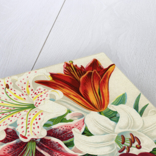 Illustration of Lily Varieties by Anonymous