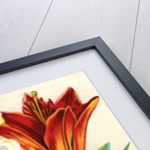 Illustration of Lily Varieties by Anonymous