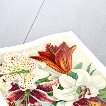 Illustration of Lily Varieties by Anonymous