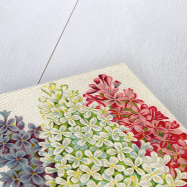 Illustration of Pink, White and Lavender Lilac Blooms by Anonymous