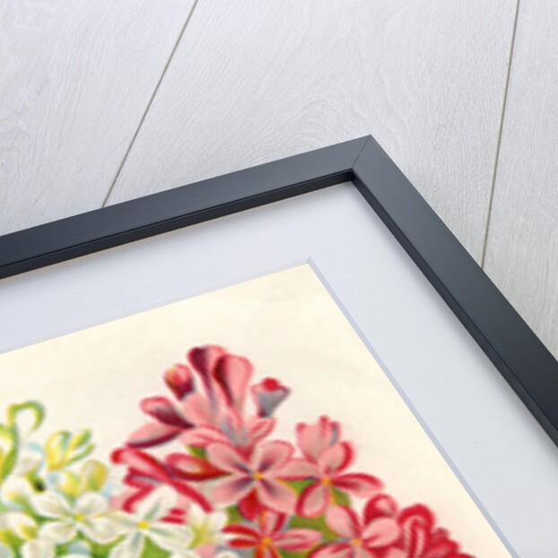 Illustration of Pink, White and Lavender Lilac Blooms by Anonymous