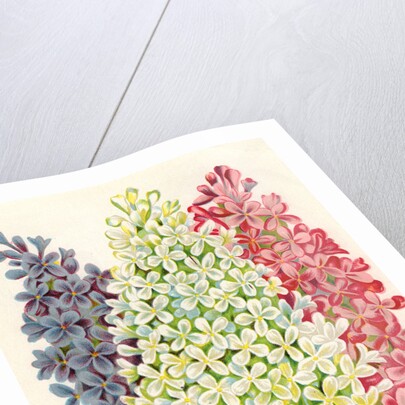 Illustration of Pink, White and Lavender Lilac Blooms by Anonymous