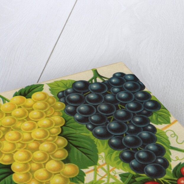 Illustration of Red, Yellow and Purple Grape Clusters by Anonymous