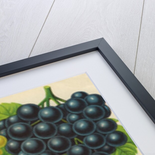 Illustration of Red, Yellow and Purple Grape Clusters by Anonymous