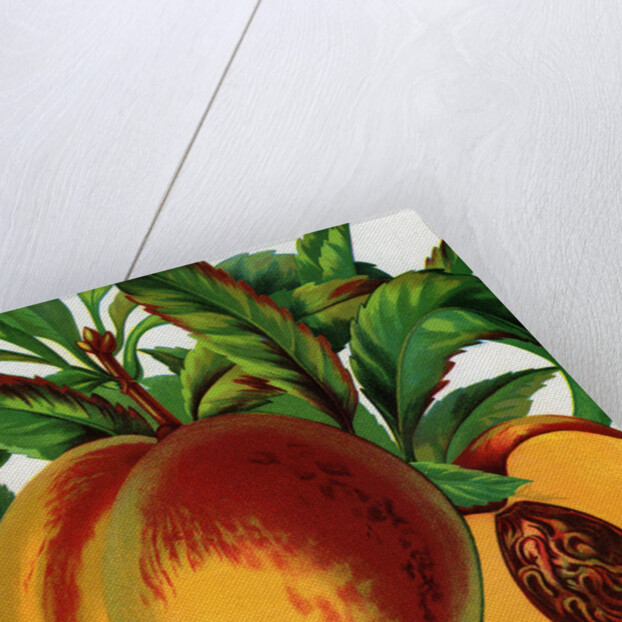 Illustration of Ripe Peaches by Anonymous