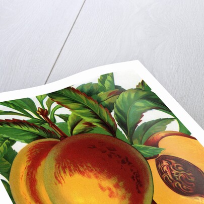 Illustration of Ripe Peaches by Anonymous