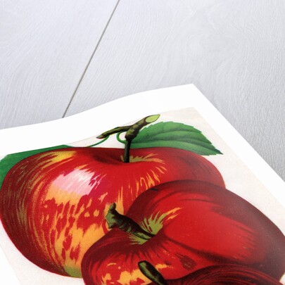 Illustration of Red Apples by Anonymous