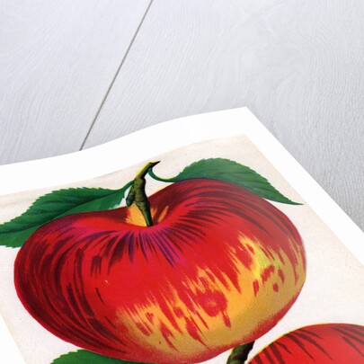 Illustration of Red and Yellow Apples by Anonymous