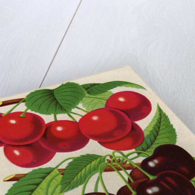 Illustration of Red, Purple and Yellow Cherries by Anonymous