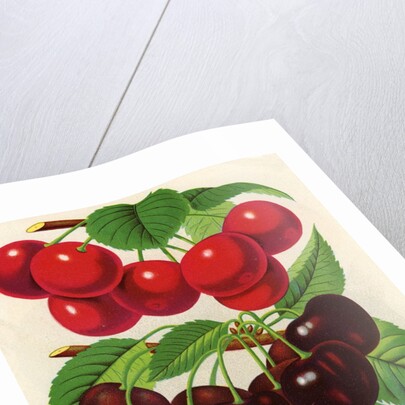 Illustration of Red, Purple and Yellow Cherries by Anonymous
