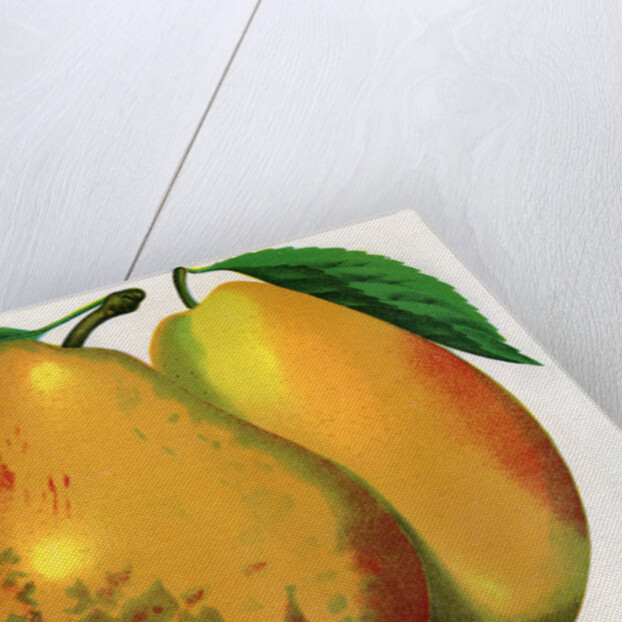 Illustration of Pear Varieties by Anonymous