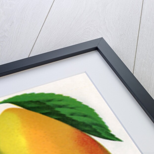 Illustration of Pear Varieties by Anonymous