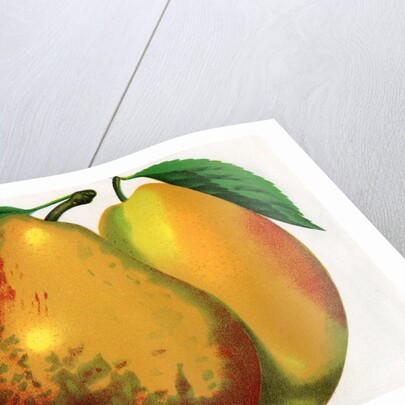 Illustration of Pear Varieties by Anonymous