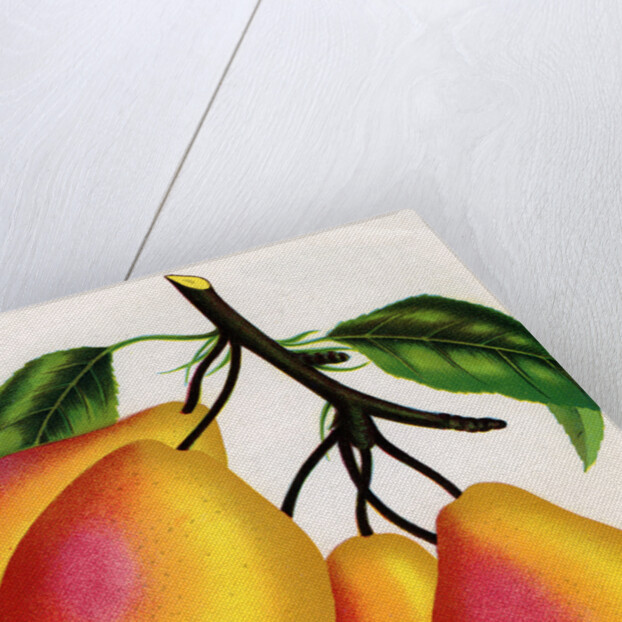 Illustration of Pears on a Branch by Anonymous