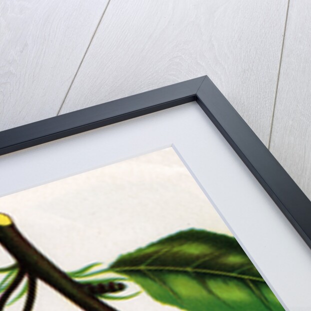 Illustration of Pears on a Branch by Anonymous