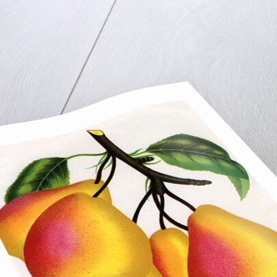 Illustration of Pears on a Branch by Anonymous