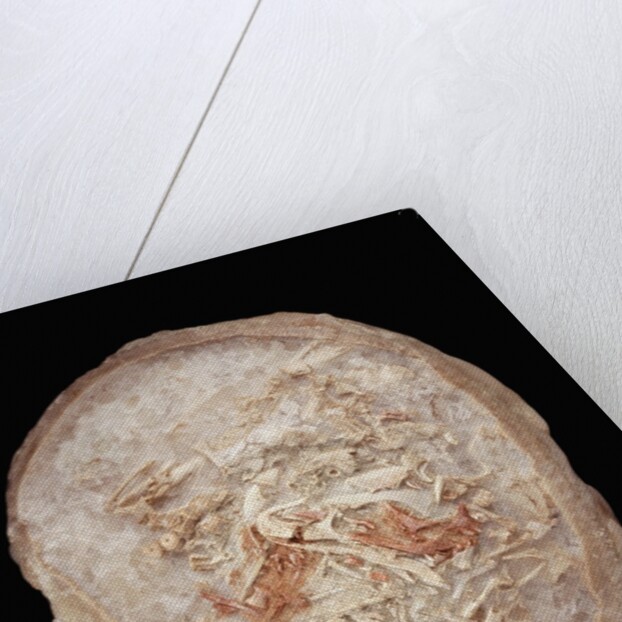 Therizinosaurus Dinosaur Egg Prepared by Terry Manning by Anonymous