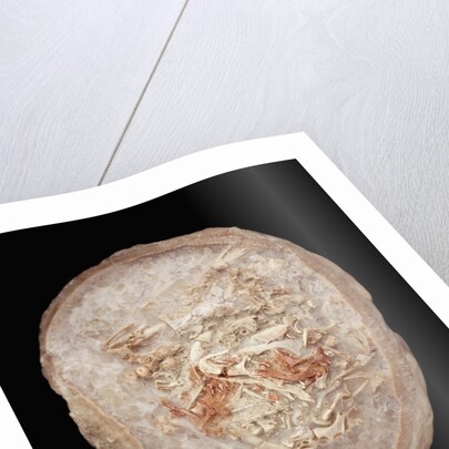 Therizinosaurus Dinosaur Egg Prepared by Terry Manning by Anonymous
