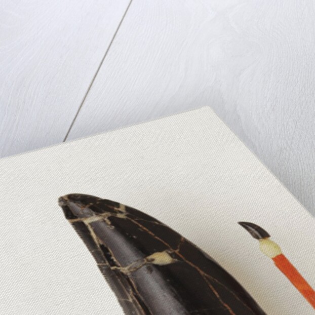 Adult Allosaurus Tooth and Baby Tooth on Match Stick by Anonymous