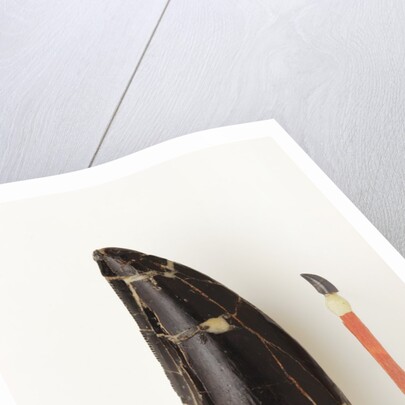 Adult Allosaurus Tooth and Baby Tooth on Match Stick by Anonymous