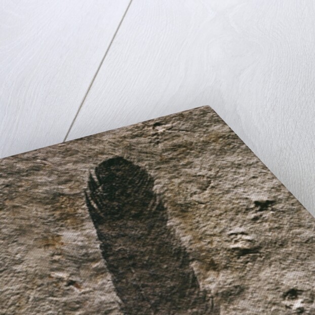 Single Archaeopteryx Feather Fossil by Anonymous
