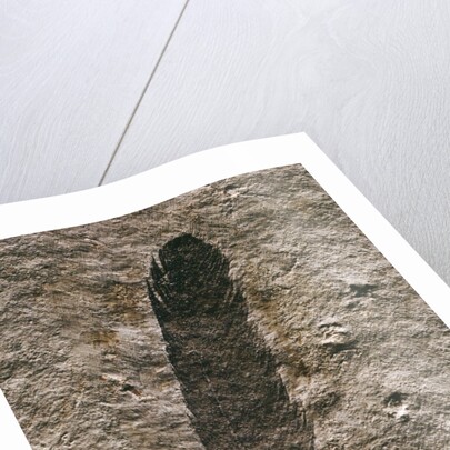 Single Archaeopteryx Feather Fossil by Anonymous
